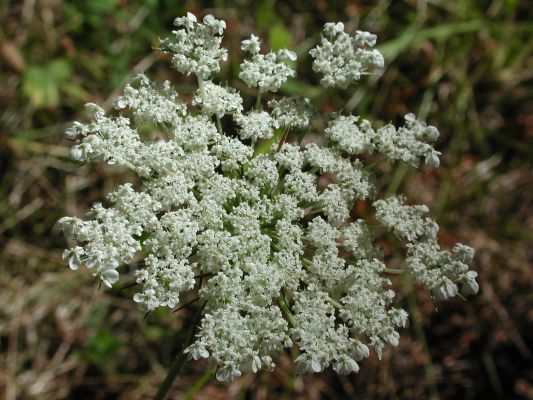 Queen Anne's Lace 3