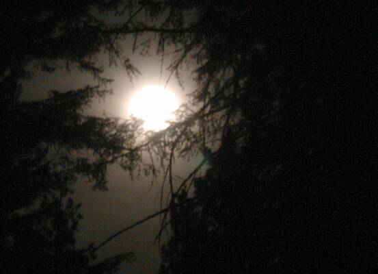 Moon Thru Branches