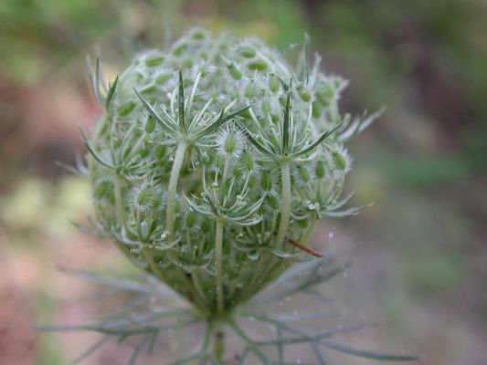 Queen Anne's Lace