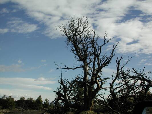 Skyscape With Trees