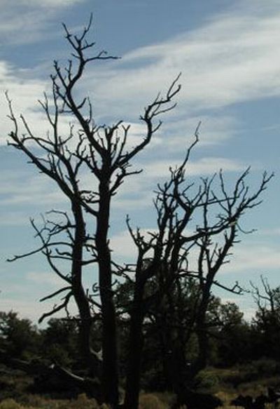 Creepy Trees