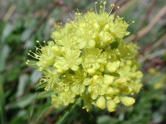 Blossoms