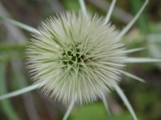 At The Heart Of The Flowering