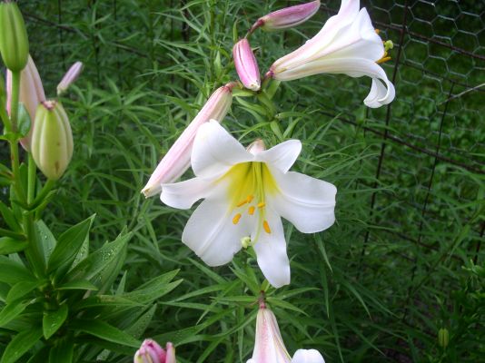 Flowering White