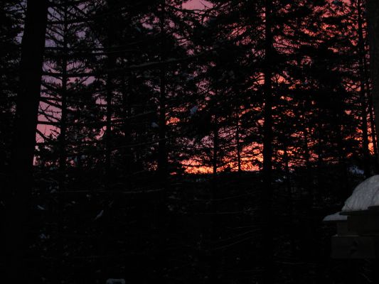 Early Morning Sunrise Thru Pines