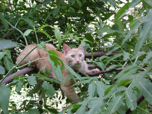 Felinna, Queen Of The Jungle