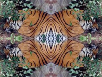 [To Cosmic Wind Main Page] Sleeping Tiger Yantra
