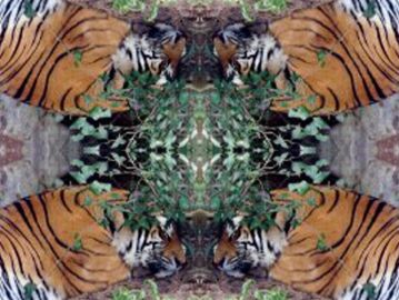 [To Cosmic Wind Main Page] Dream Tigers