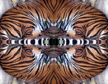 [To Cosmic Wind Main Page] Tiger Eye 1