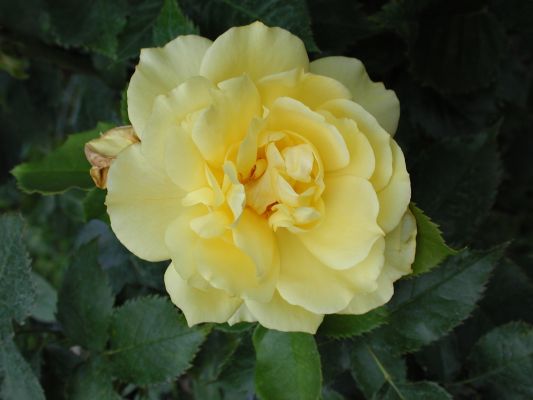 Yellow Rose 3