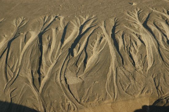 Sand Trees Closeup