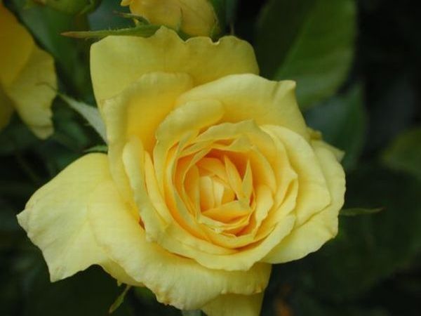 Yellow Rose