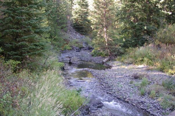 River, Pines