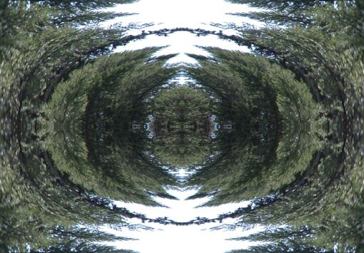 TreeEye in the Sky