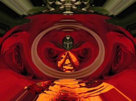 Rose Of Desire